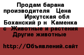 Продам барана производителя › Цена ­ 20 000 - Иркутская обл., Боханский р-н, Каменка с. Животные и растения » Другие животные   